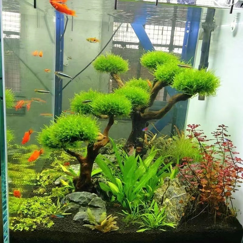 Planted Aquarium With Driftwood - Fish tank greening wood frame planting
