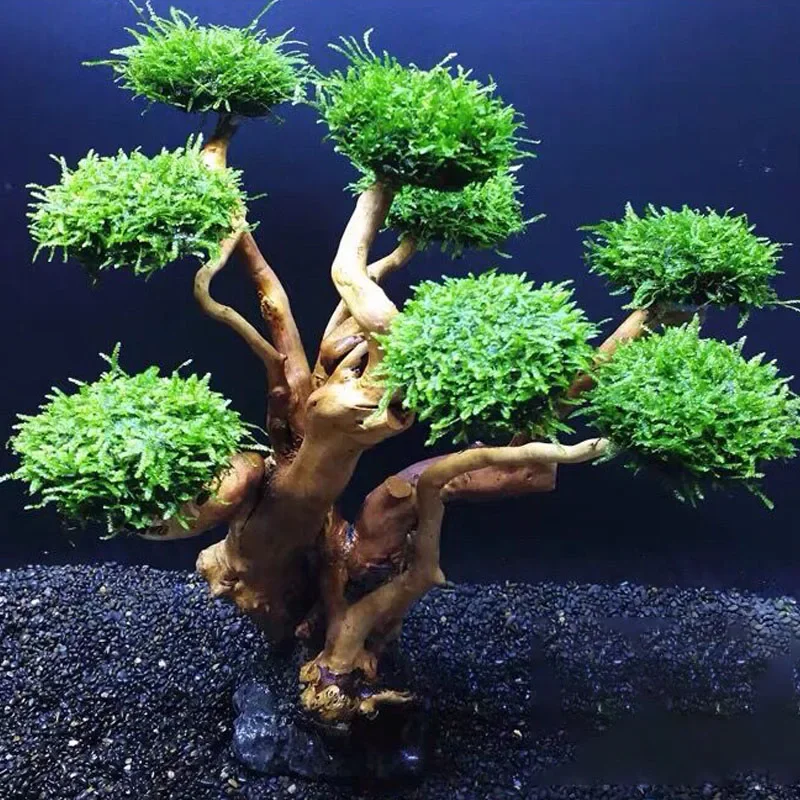 Planted Aquarium With Driftwood - Fish Tank Plant Moss Tree Decoration