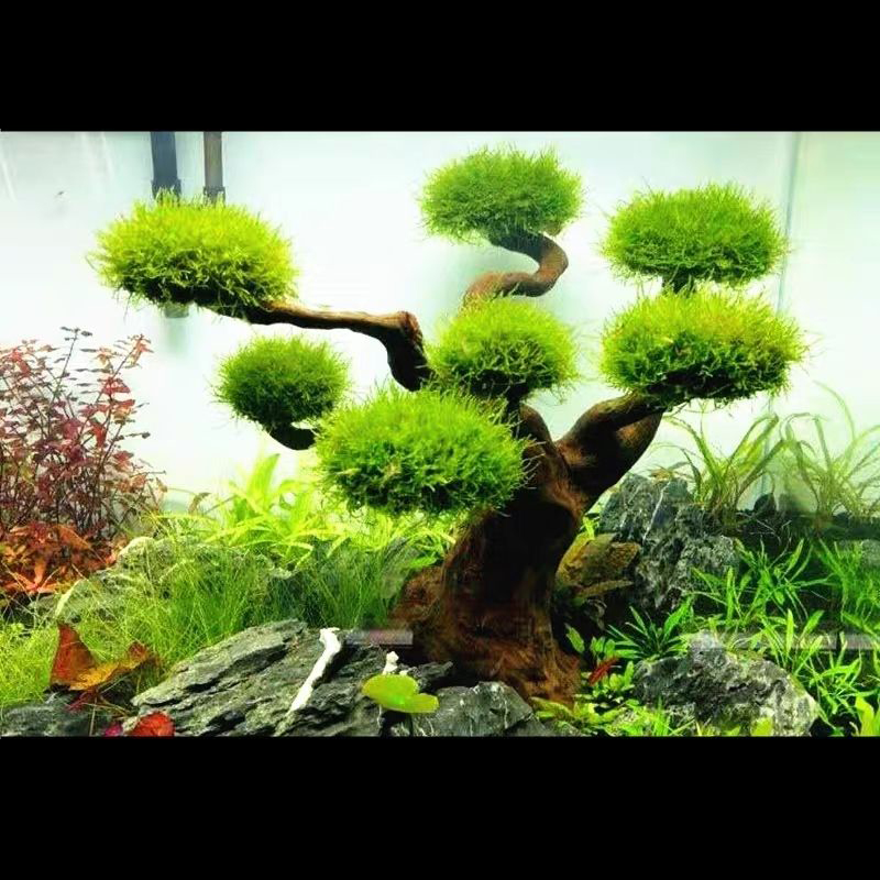 Planted Aquarium With Driftwood - Aquarium Decoration Moss Driftwood Fish Tank