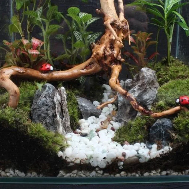 Natural Tree Trunk Driftwood A - Planted Aquarium With Driftwood review and price