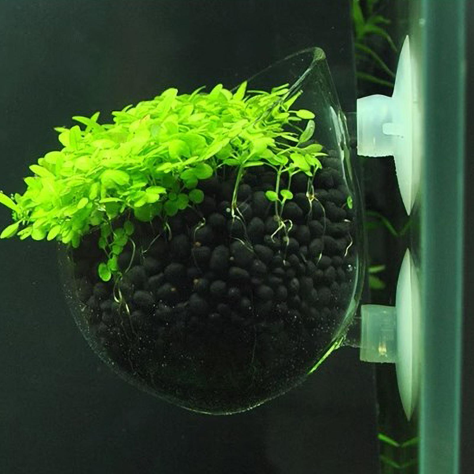 Aquarium Plant Holder Glass Aq - Aquarium Plant Design review and price