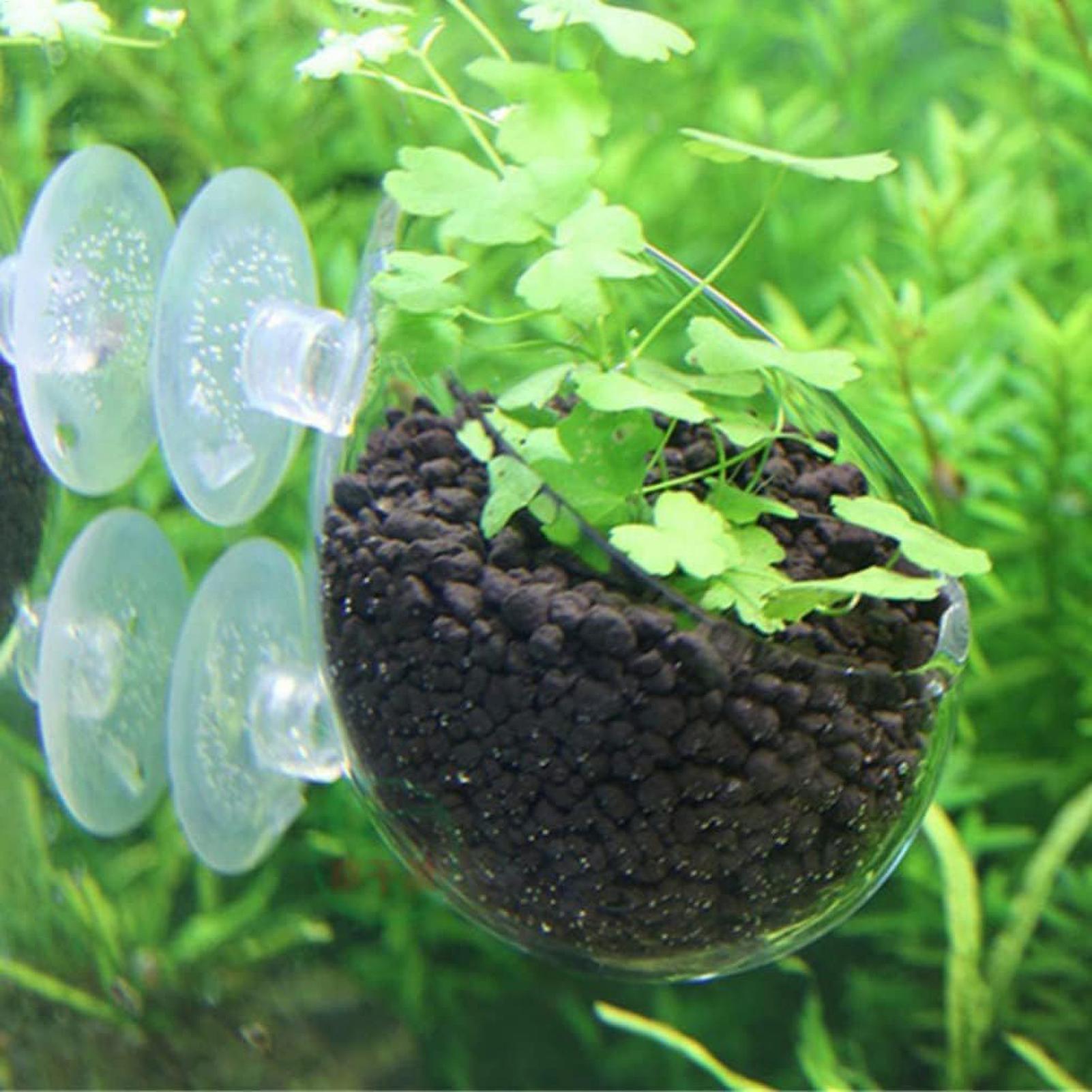Aquarium Plant Holder Glass Aq - Aquarium Plant Design review and price