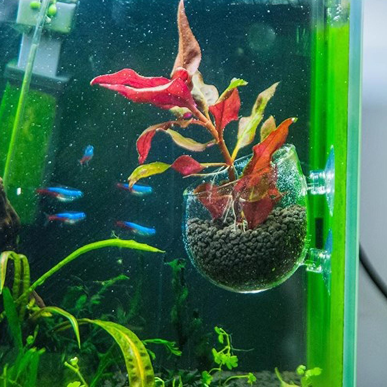 Aquarium Plant Holder Glass Aq - Aquarium Plant Design review and price