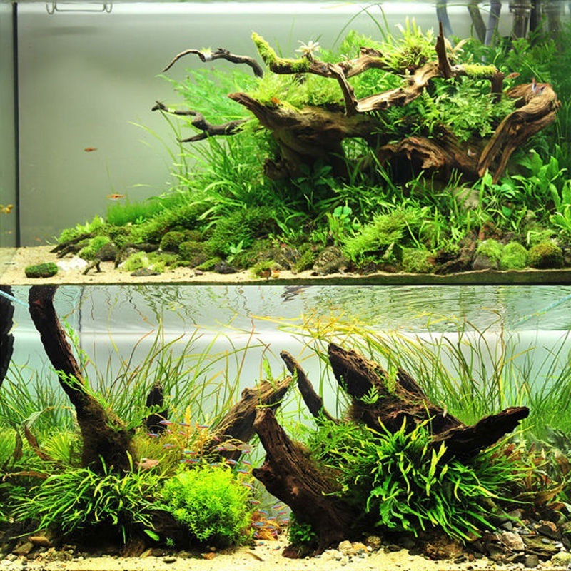 Natural Driftwood Aquarium Mos - Planted Aquarium With Driftwood review and price