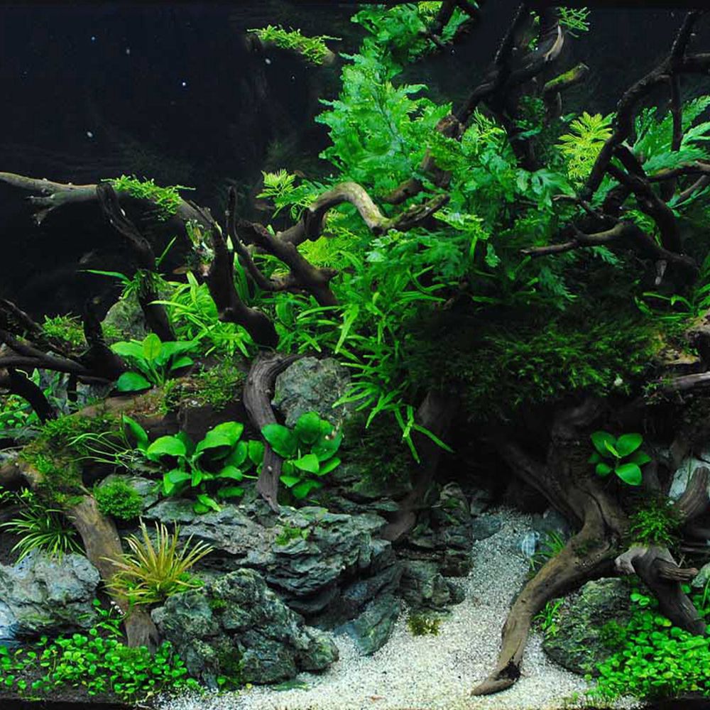 1 Pcs Wood Reptile Fish Tank O - Planted Aquarium With Driftwood review and price