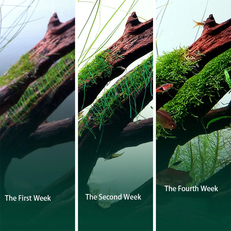 Biodegradable Aquarium Moss Th - Planted Aquarium With Driftwood review and price