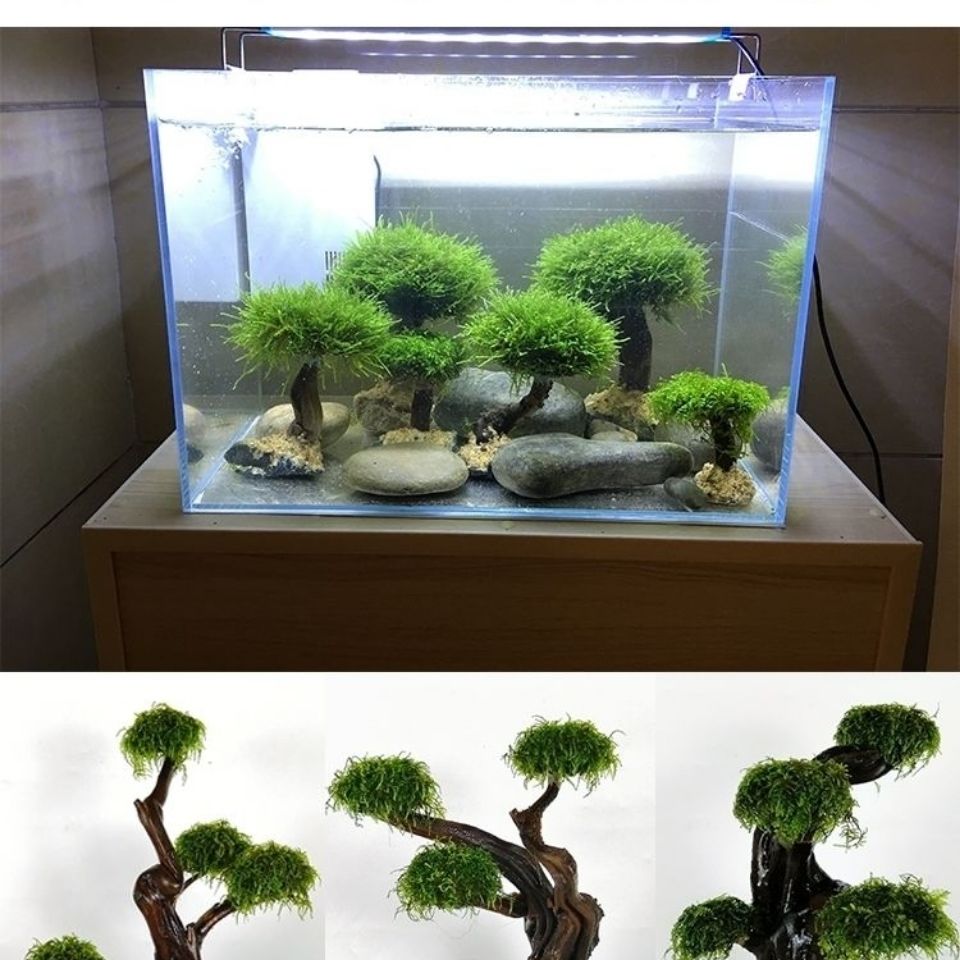 Fish tank greening wood frame  - Planted Aquarium With Driftwood review and price