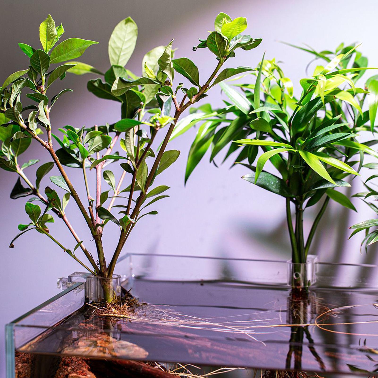 Plant Holder For Aquarium 6 Pi - Aquarium Plant Diseases review and price