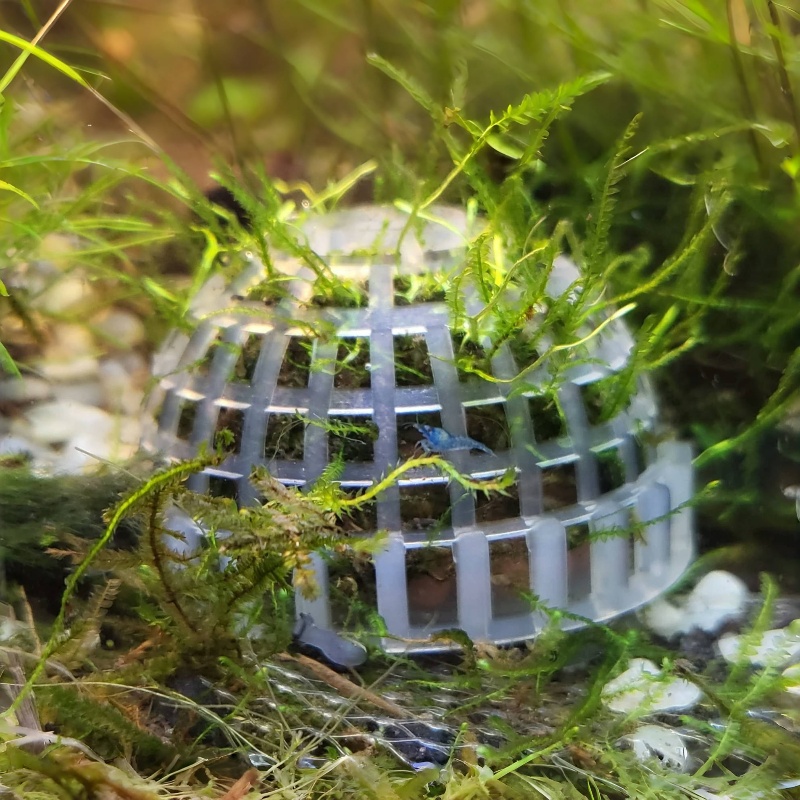 2pc Aquarium Moss Ball Holder, - Planted Aquarium Models review and price