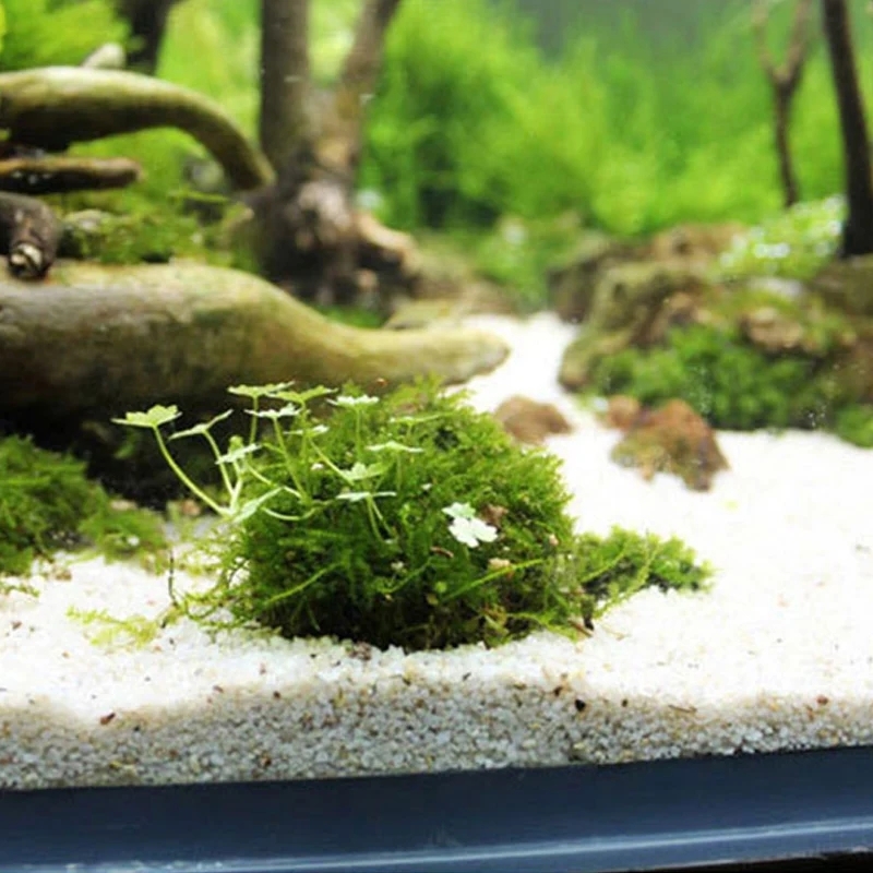 2pc Aquarium Moss Ball Holder, - Planted Aquarium Models review and price